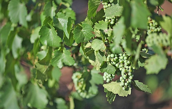 Эксперт рассказал о новых сортах винограда из волгоградского селекционного центра