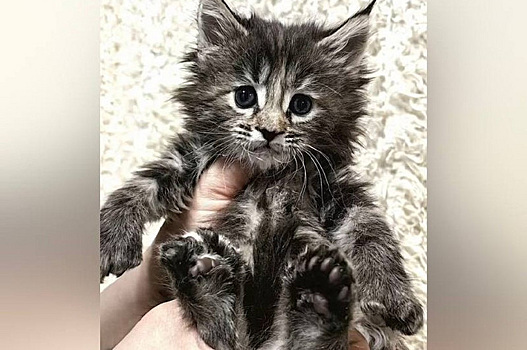 В ХМАО продают котят с шестью пальцами на лапах