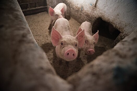 Гуаньча (Китай): Почему Россия не защитила своих свиней от африканской чумы?