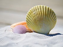 В Северном округе начались работы по реконструкции пляжа «Левобережный»