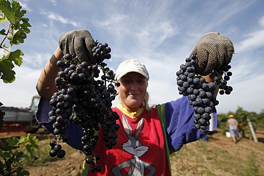 В Северной Осетии вдвое увеличили площади виноградников