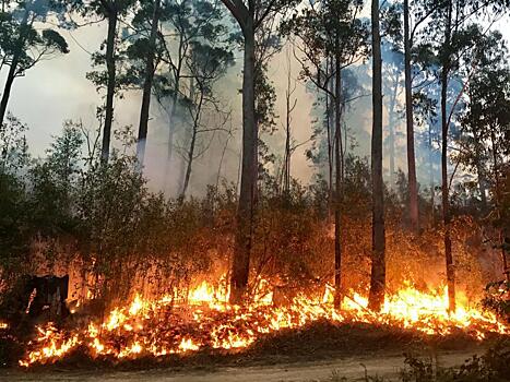 Власти Австралии призывают жителей покинуть дома из-за лесных пожаров