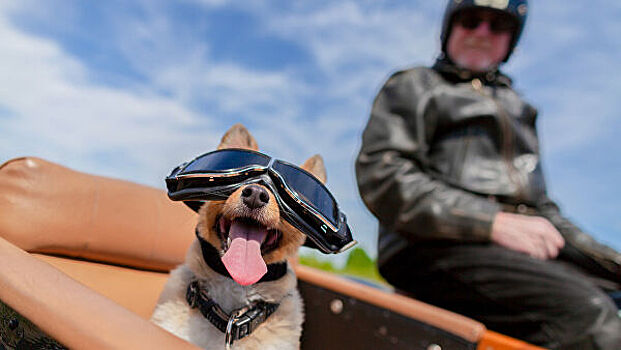 Путешественникам готовы платить более 2 млн рублей