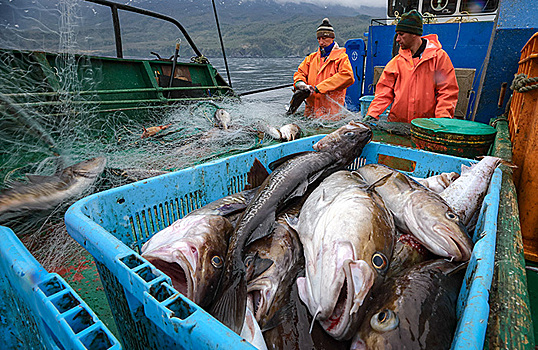 «Известия»: в РФ может снизиться вылов лососевых и увеличиться цена на них