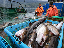 «Известия»: в РФ может снизиться вылов лососевых и увеличиться цена на них