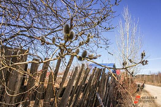 В Челябинской области из-за аномально теплой зимы распустилась верба