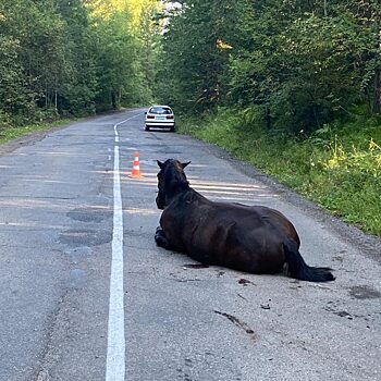 В Железногорске сбили лошадь