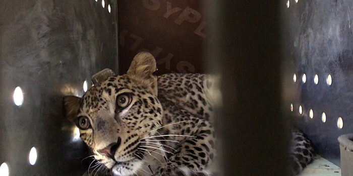 По следам леопарда: фотоловушка сняла кавказского барса в Приэльбрусье