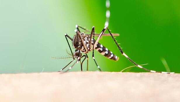Ученые создали средство для борьбы с малярийными комарами