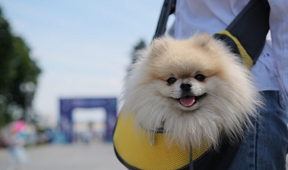 Волгоградцам объяснили, что делать в случае громкого лая соседской собаки