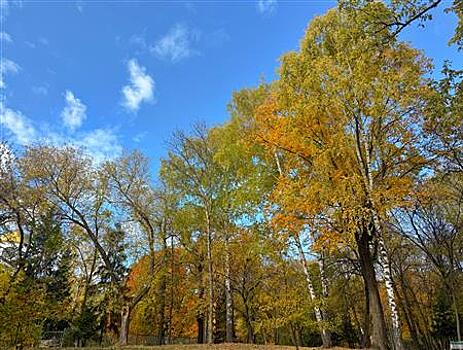 Областной суд пересмотрит генплан Самары из-за "пропавших" лесов