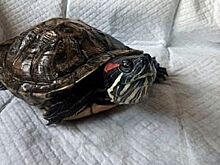 Контрабанде из 4 тысяч живых черепах не удалось въехать в ПФО