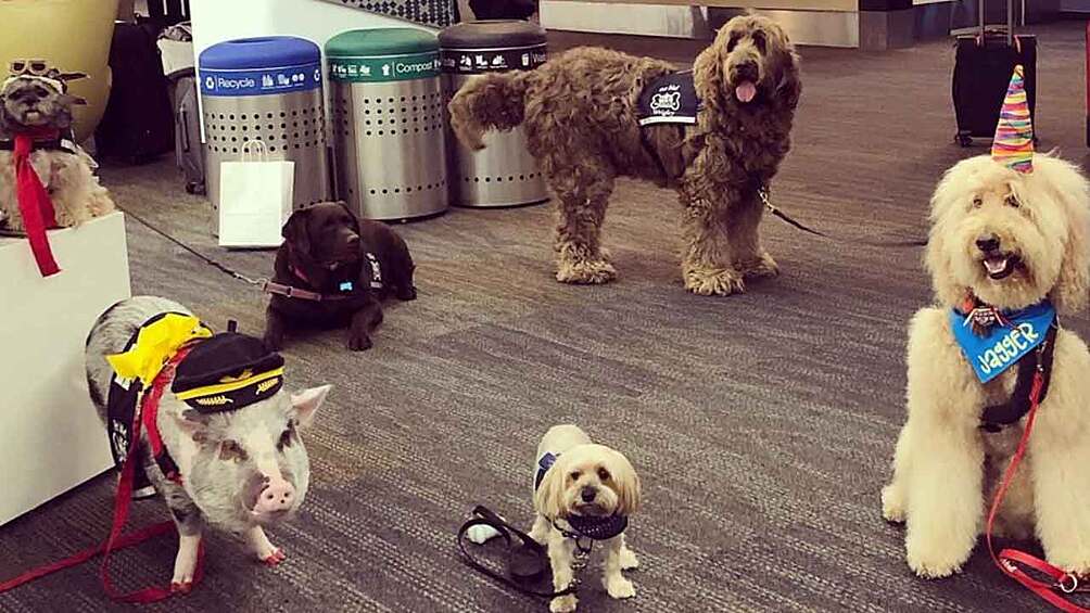 В аэропорту Сан-Франциско работает целая команда животных. Кот, свинка, кролик и целая команда собак трудятся вместе для того, чтобы сделать сделать пассажирские перевозки более приятными. 