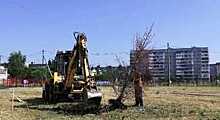 Во Фрязиновском парке посадят новую ель
