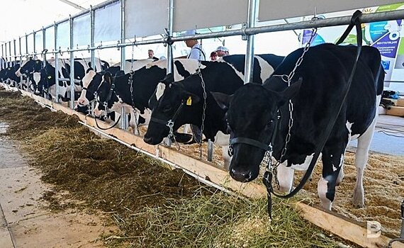"Районы смотрят с опаской на развитие молочного скотоводства"