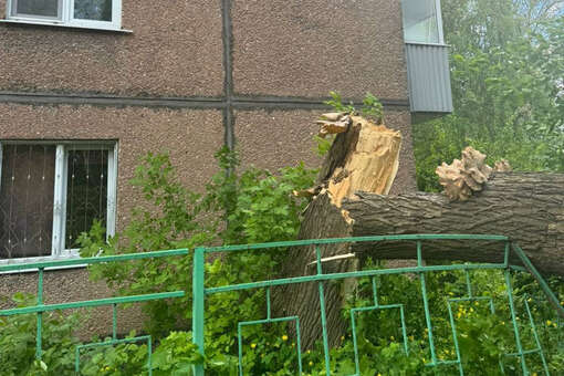 В Липецке два человека пострадали после падения дерева