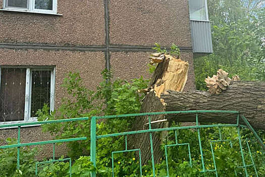 В Липецке два человека пострадали после падения дерева