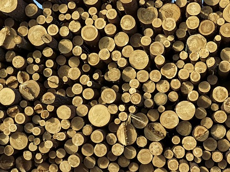 Древесина в России подешевела на 10–12%. Но цены «до сих пор запредельные»