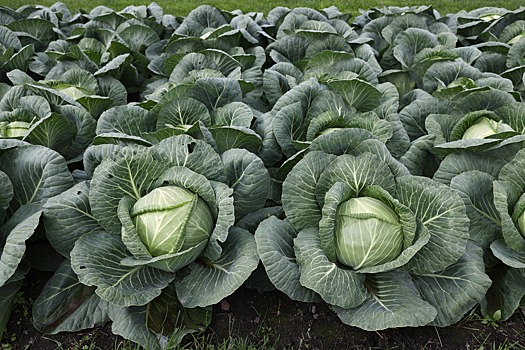 Дагестан стал лидером среди российских регионов в возделывании капусты