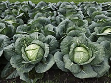 Дагестан стал лидером среди российских регионов в возделывании капусты