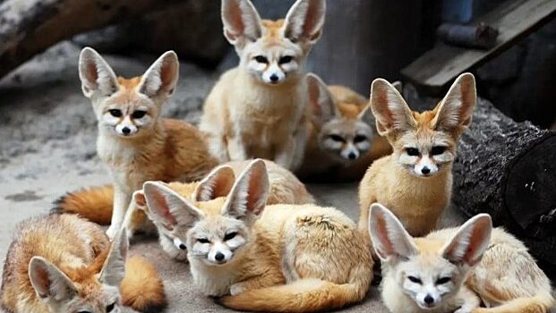 Экзотические животные , которых можно держать дома