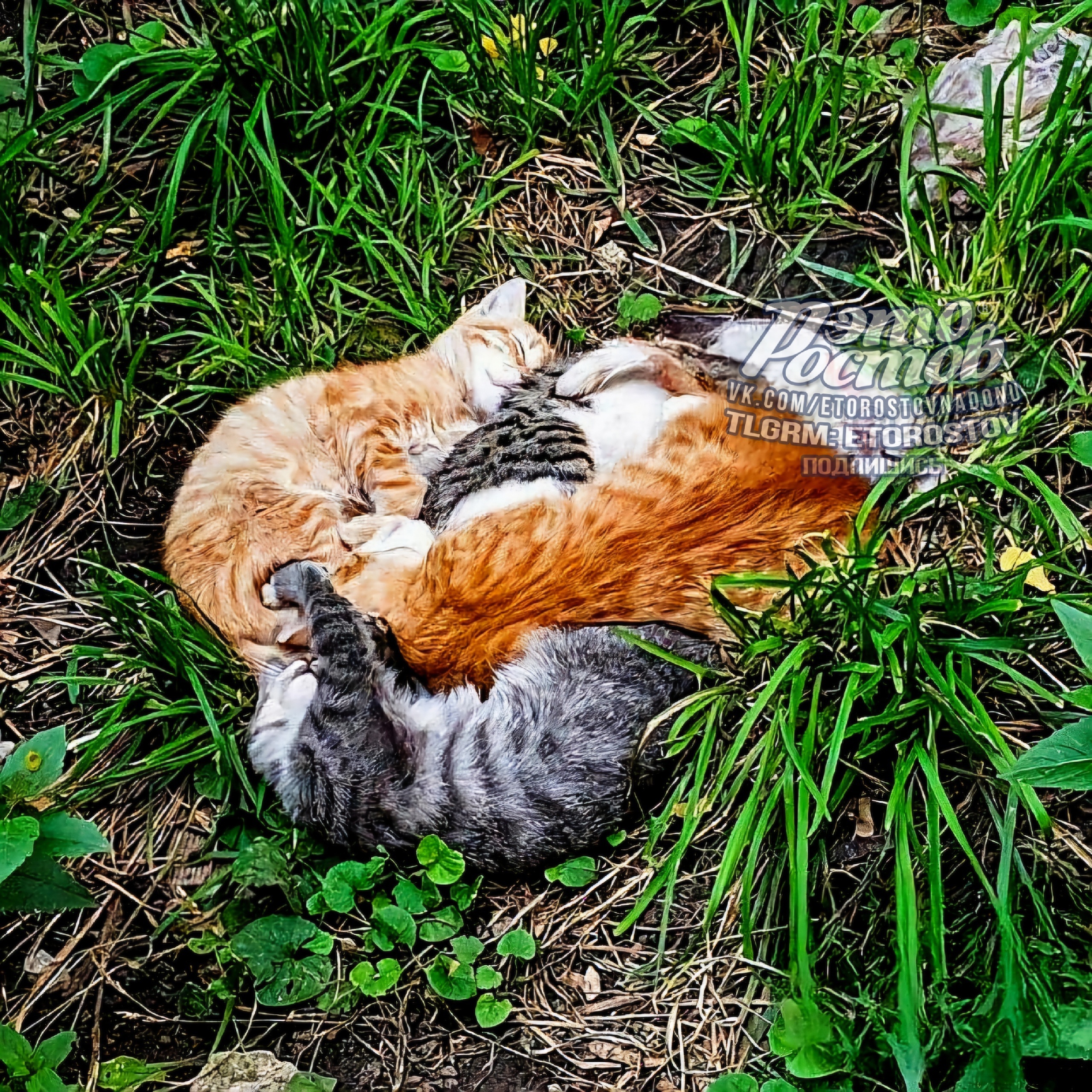 В Ростове обнаружили «гнездовье» котов