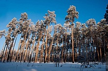 Нижегородцы могут проголосовать за победу российского номинанта на международном конкурсе «Европейское дерево года — 2021»