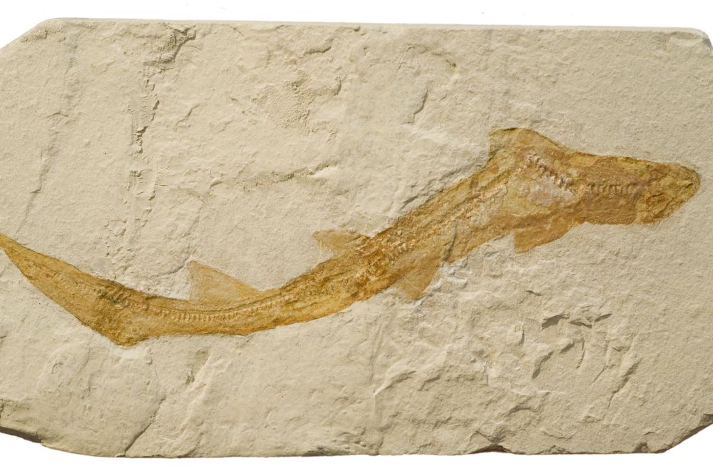 Идентифицировано зубастое существо возрастом 340 миллионов лет