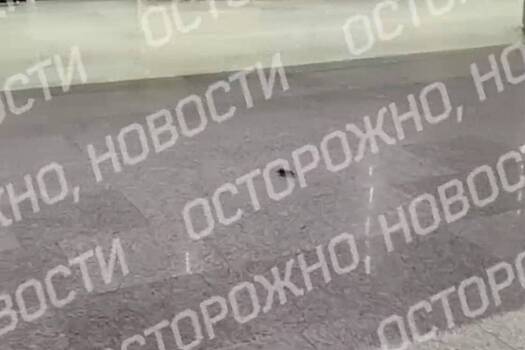 Бегающие по полу российского аэропорта мыши попали на видео