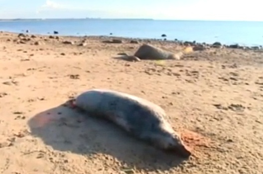 В МВД России заинтересовались массовым убийством нерп и тюленей под Петербургом