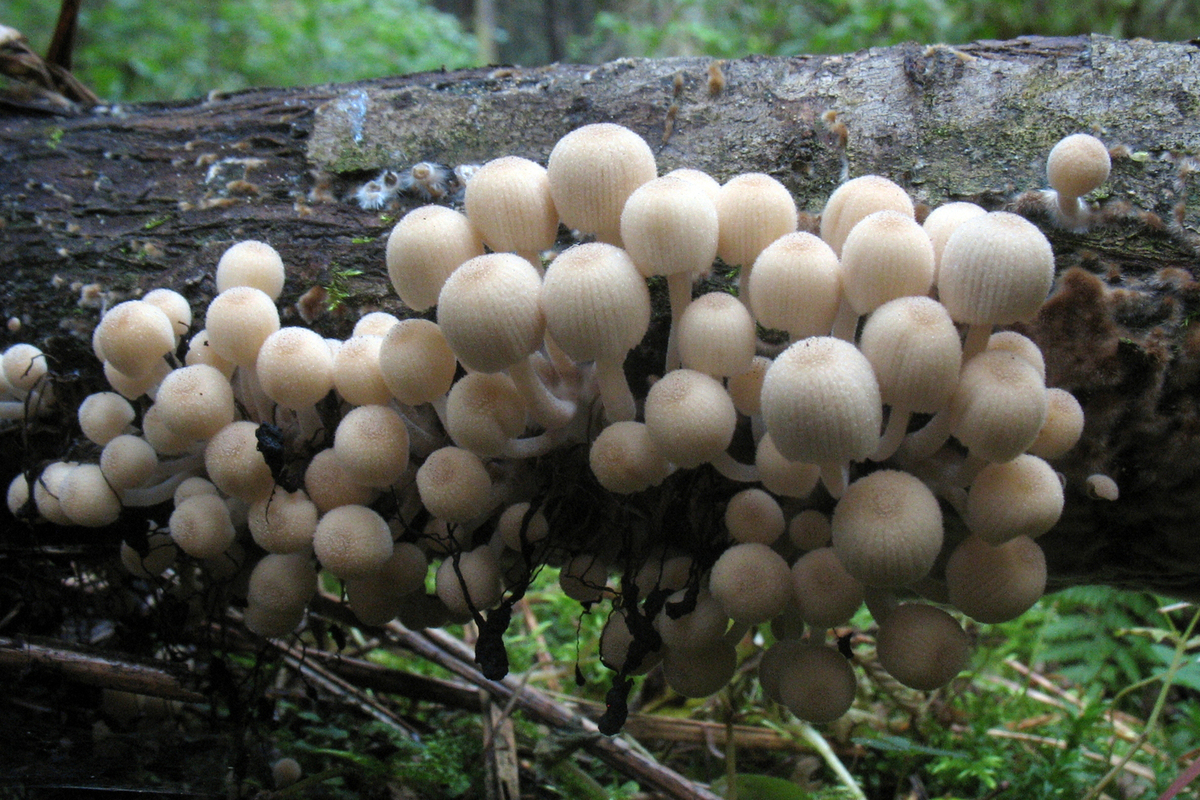 В загадочном деле об убийстве грибами появились подробности