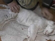 В зоопарке Ялты умер последний бенгальский тигренок