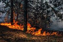 Площадь горения на пожаре в Воротынском районе Нижегородской области сократилась до 70 га