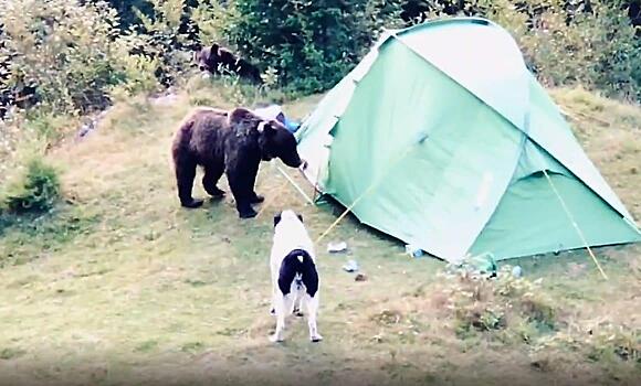 Отважный пёс до последнего пытался отогнать медведей от хозяйской палатки - видео