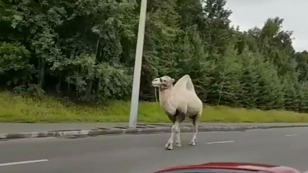 Свободолюбивый верблюд сбежал из московского автосервиса и разгуливает по трассе