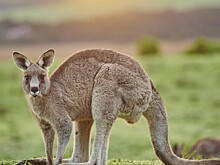 Женщина едва не лишилась глаза из-за нападения кенгуру