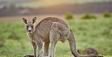 Женщина едва не лишилась глаза из-за нападения кенгуру