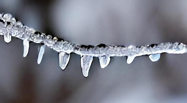 Чем опасен ледяной дождь и как помочь деревьям в саду