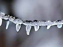 Чем опасен ледяной дождь и как помочь деревьям в саду