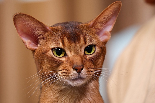 Появилось видео с котом из России, которого признали самым красивым в мире