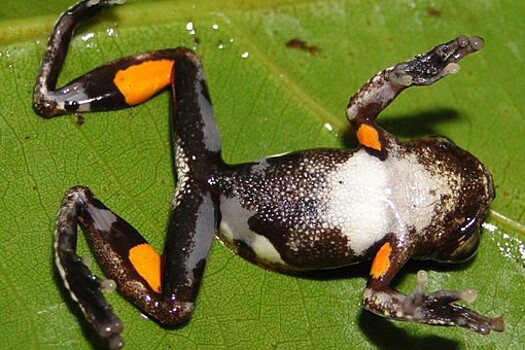 Новый вид лягушек назвали в честь Стэнли Кубрика