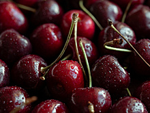 В Таджикистане стартовал сезон сбора черешни