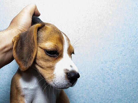 В Испании решили легализовать зоофилию