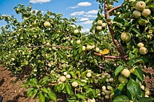 Как спасти сломанную ветку яблони, рассказал агроном