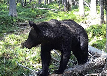 В Зейском районе обнаружили следы медведя недалеко от кордона