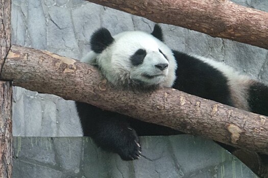 Московский зоопарк показал играющую с шиной большую панду