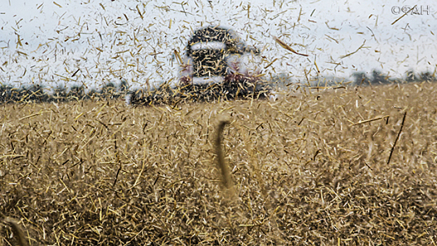 СМИ: Турция сняла ограничения на поставку пшеницы из России