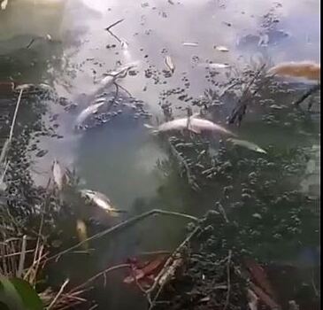 В канале под Батайском погибла рыба