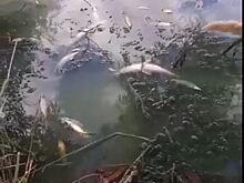 В канале под Батайском погибла рыба