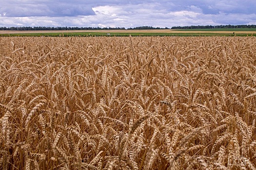 В Татарстане нашли способ повысить урожайность пшеницы почти на 25%